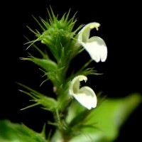 Monothecium aristatum (Nees) T.Anderson